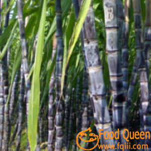 sugar cane