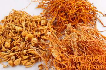 Cordyceps flower
