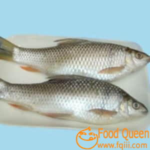 Dace