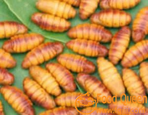 silkworm chrysalis